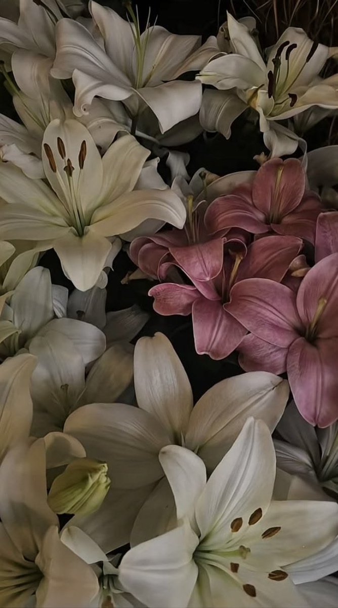 flowersplanettt's tweet photo. https://t.co/nYH14MBp0j