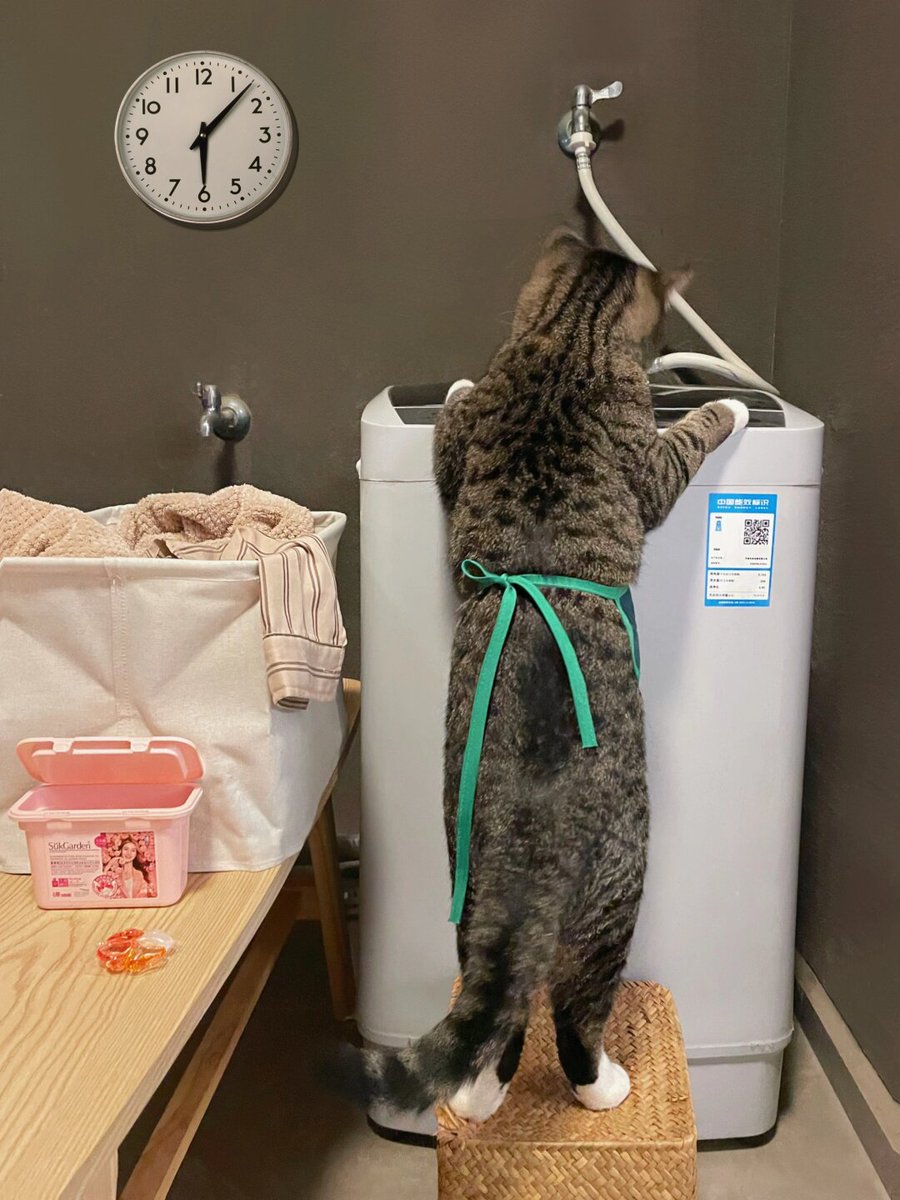 VerniaTransou's tweet photo. Just found my cat napping on the laundry basket I sorted 10 mins ago. Today’s "chore win" just got interrupted by 4 fluffy paws. https://t.co/BtvHpBTOBR