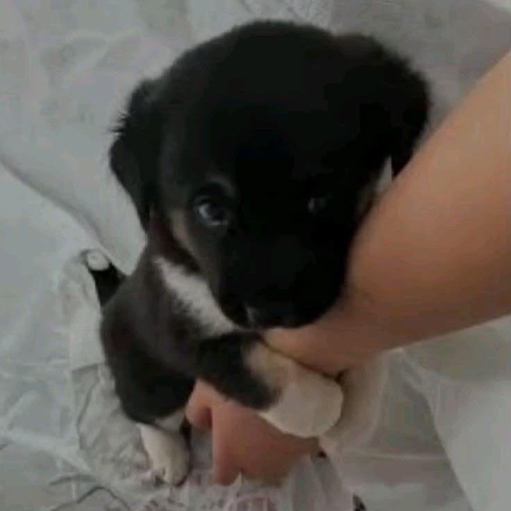 CuteDogMagic's tweet photo. https://t.co/C1ihnjBsjB