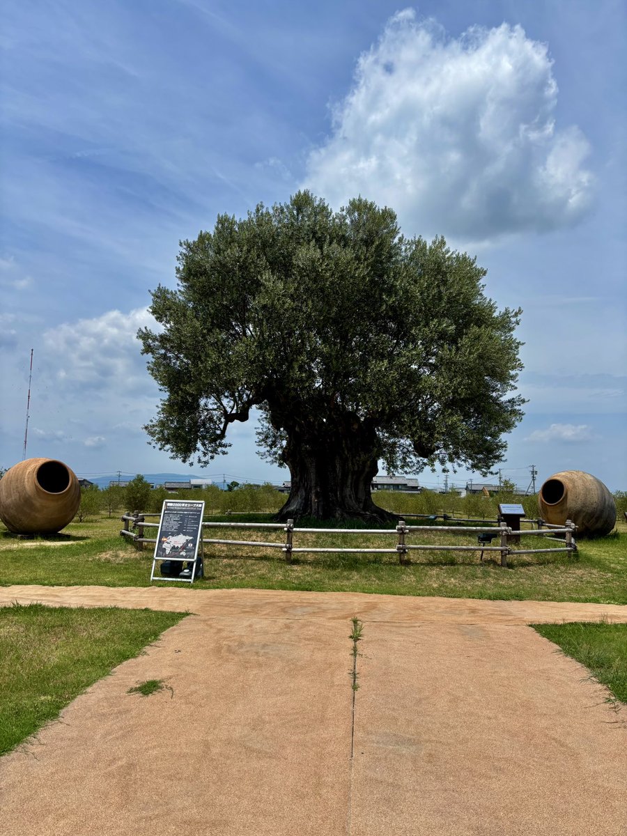 Reabell's tweet photo. オリーブのかき氷🫒🍧✨
樹齢2000年のオリーブ大樹🌳を眺めながら美味しくいただきました😊
#桑名かき氷街道2026 
#ナガシマファーム https://t.co/UCgnvoaZf0