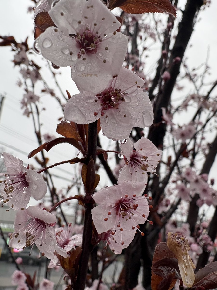 AlinEugenC's tweet photo. This is Mt Vernon #NY in a #rainy yet #beautiful #morning https://t.co/ZXXcdf4di4
