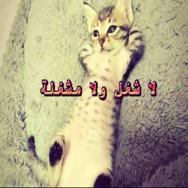 koncsv's tweet photo. انا بعد التقفيله عالقدرات https://t.co/FsfxzQFwom