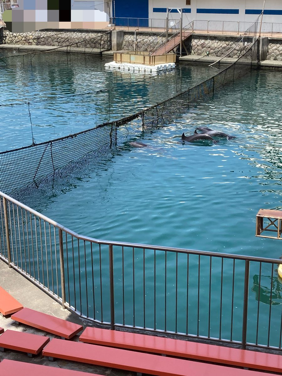 pocho330's tweet photo. 海に帰りたがっている🐬 https://t.co/wlGYJdaNq4