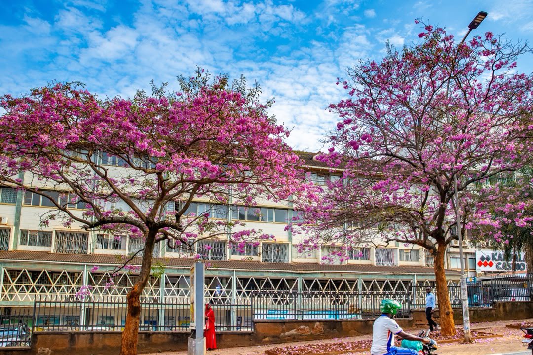Buzeki_Sharifah's tweet photo. As we evacuate garbage heaps that  spewed all over the City after the overwhelming response to the inaugural National Cleaning Day ,you may easily  be disrupted from the effortless and glorious cherry blossoms in the City of Kampala.

 Behold the sweet sight of Kimathi Avenue https://t.co/V4SVrPscpu