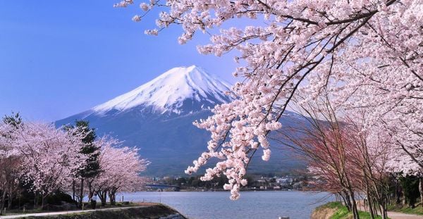 azchue's tweet photo. 日本は私のふるさとです。私はこの国と日本の人々を心か��愛しています。 https://t.co/jDpYtT9Hdu