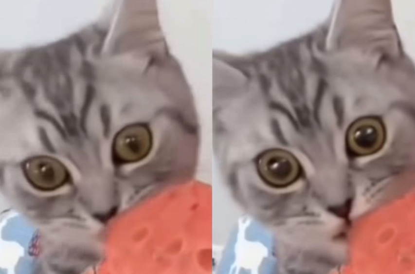 RottingFoxmeat tweet picture