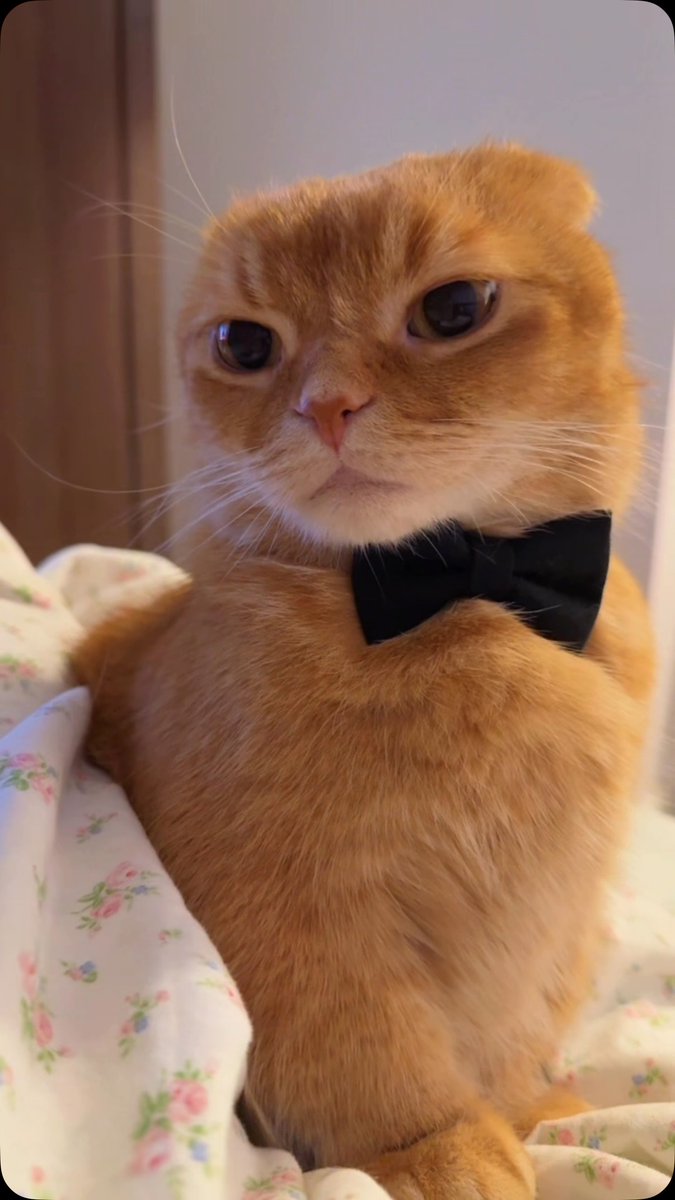 gungunkitty's tweet photo. https://t.co/B2t7BPyg5s