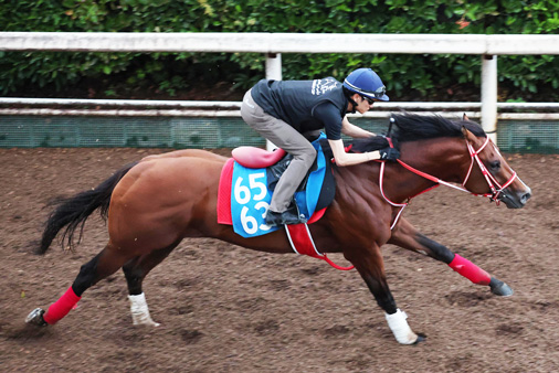 program_racing's tweet photo. #アメリカンステージ は開門直後の坂路で4F53秒0-12秒2。重馬場のコンディションをものともせずに駆け上がり、荒木助手は「手前もきちんと替わっていたし、しっかり動けていた」と納得の表情を浮かべた。海外経験も豊富な芝ダート兼用の実力馬。#アイビスSD で待望の初タイトルとなるか。 https://t.co/XGWjN1TiZy