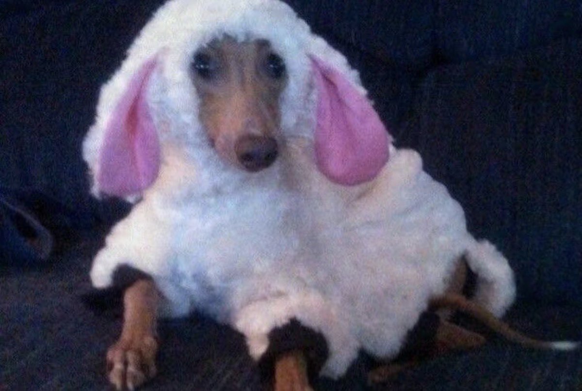 twaniimals's tweet photo. https://t.co/gxTTRjTmpn