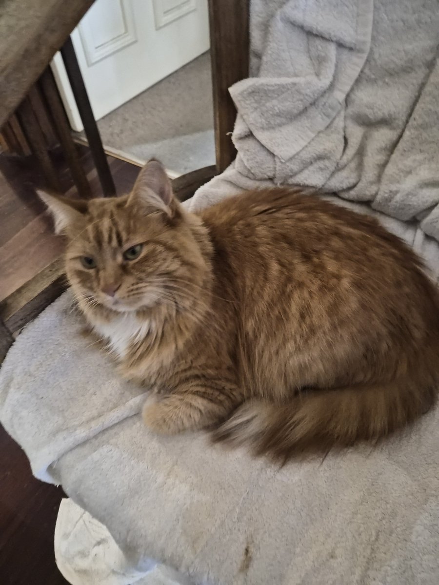 Sassy 🧡and 🌈 This Puss 🌈 tweet media