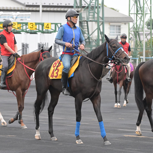program_racing's tweet photo. ここ2戦、2桁着順が続く #アンゴラブラック だが「前走は馬場が合わなかったし、前々走は状態がよくなかったから」と藤原助手。いずれも力負けとは言えず、評価を落とす要因にはなり得ない。#クイーンS に向けては「状態はすこぶる順調。ここで結果を出さなければ秋につながらない」。巻き返しなるか。 https://t.co/U9L8QcFaw0