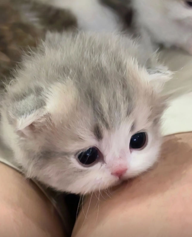 culAnimal's tweet photo. https://t.co/RJWC2ILFL3