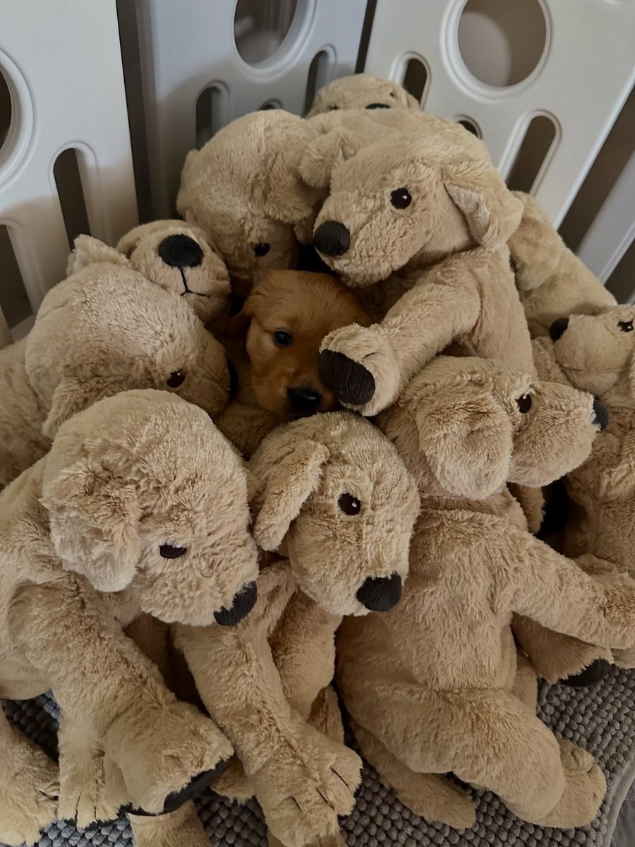 Dogslover41y's tweet photo. Lost in a sea of golden toys 🧸🐶 https://t.co/PGBwKm6txA