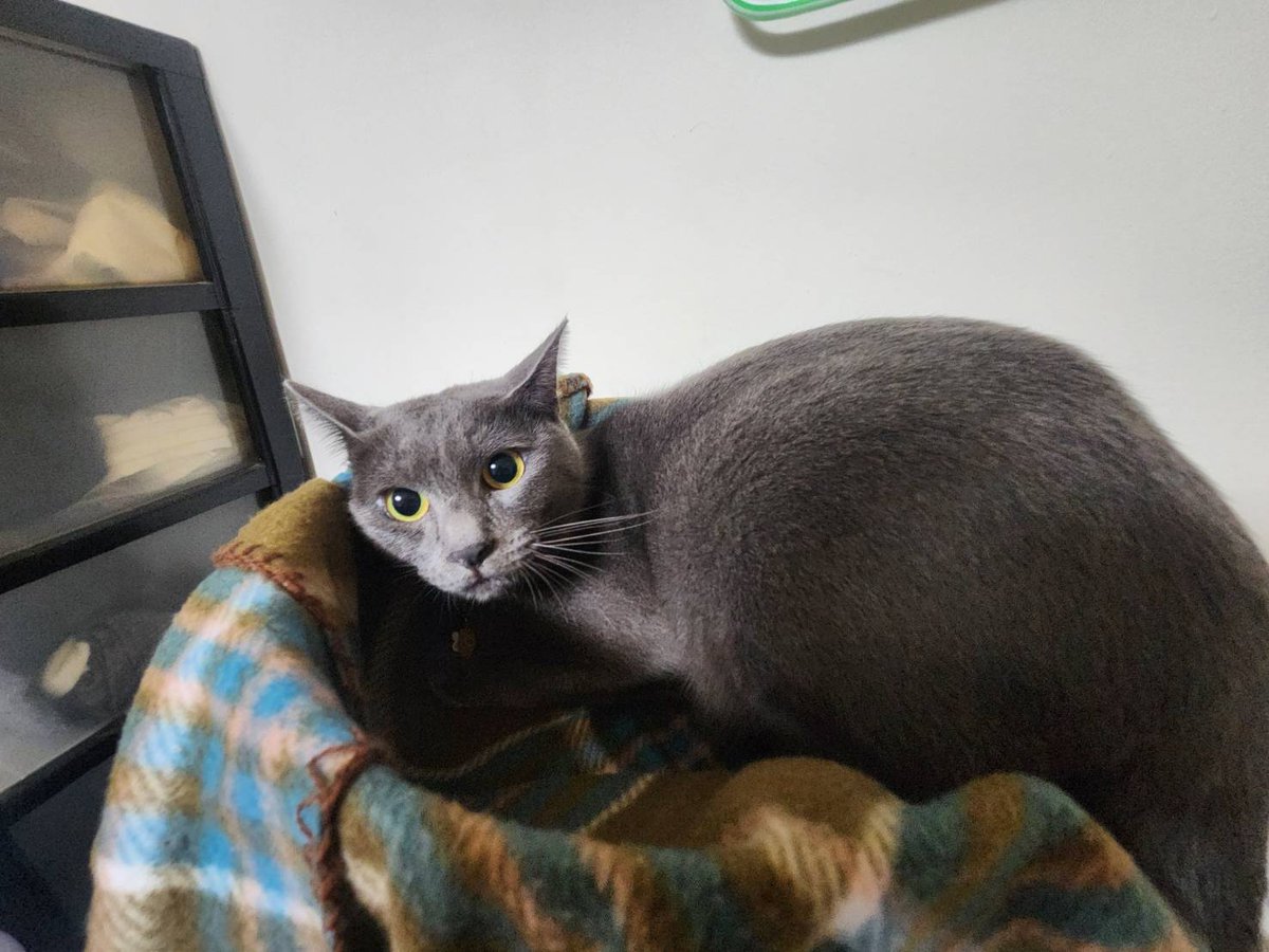catpro222 tweet picture