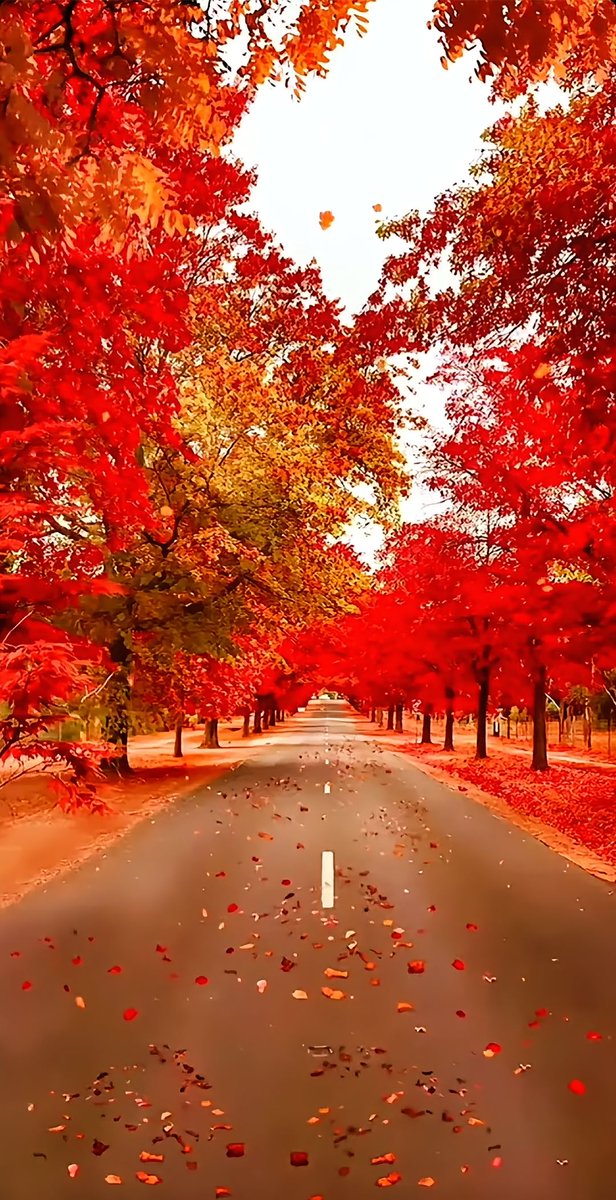 EllenKenkelu6b's tweet photo. Just caught the first golden maple leaf falling at the campus park—autumn vibes are officially here! ， https://t.co/LbFSquIvoW
