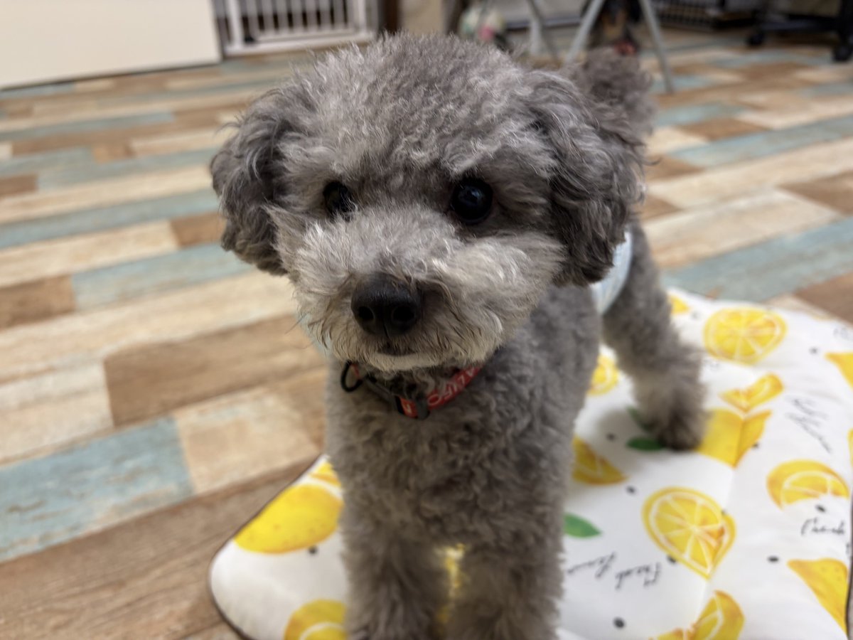wankuruhouse's tweet photo. 本日のブログ更新しました  https://t.co/xcHHpTVz1s #wankuruhouse #pethotel #doghotel #ペットホテル　#チワックス　#トイプー　#ダックス　＃ポメ https://t.co/6LPpZFTp7C