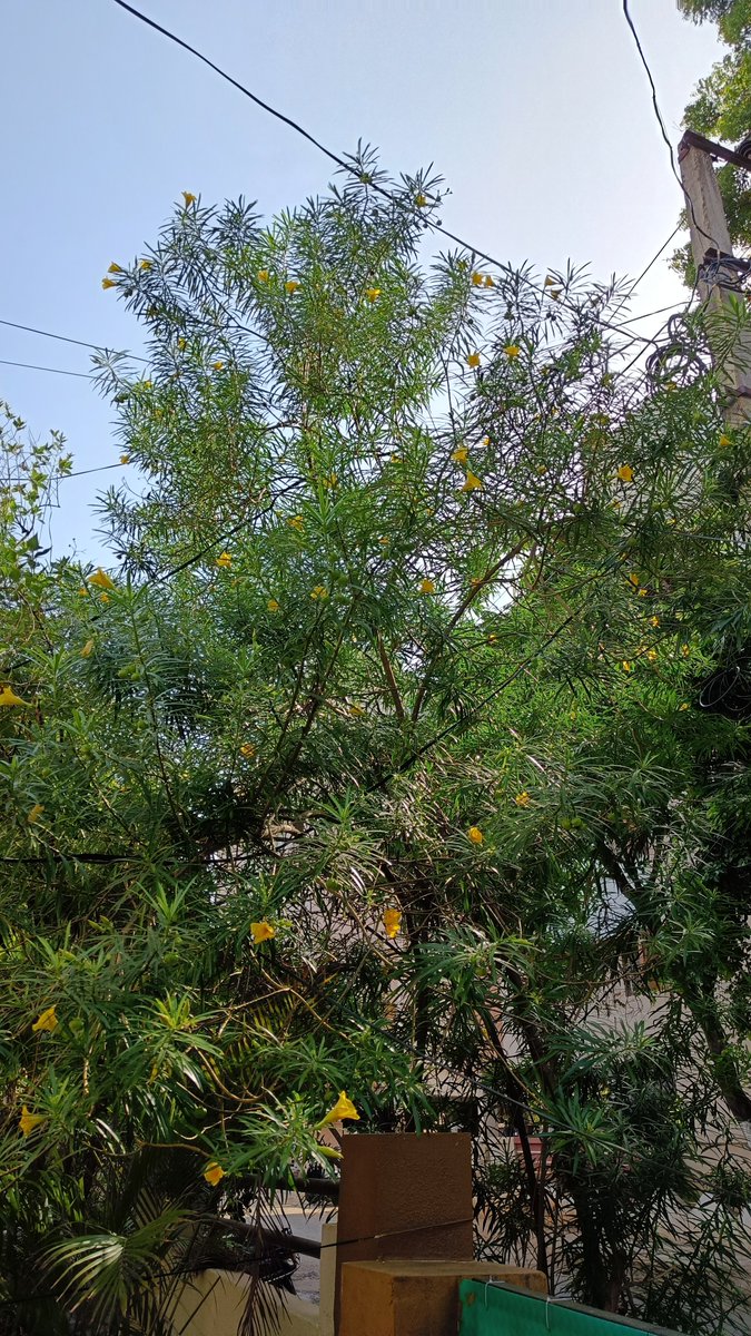 asp_7171's tweet photo. #GoodMorning #X Family 🙏🙏🥳

#greenary #photography https://t.co/nOzzhy7gqf