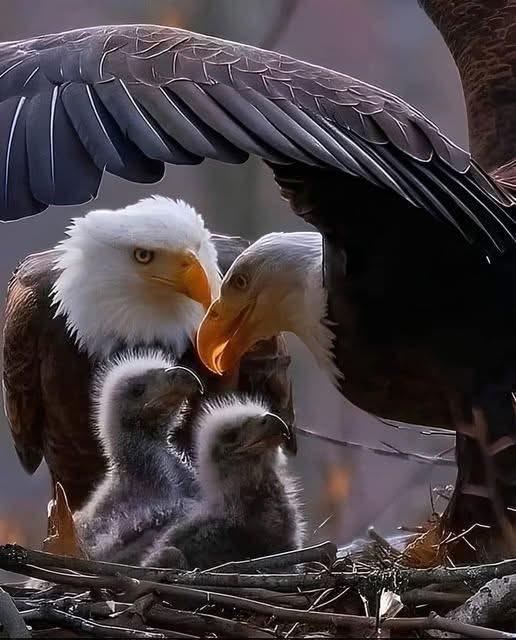 MadeinUSAForevr's tweet photo. Teach the young about what is important, like Made in USA 🇺🇸 https://t.co/Yfva25elu4