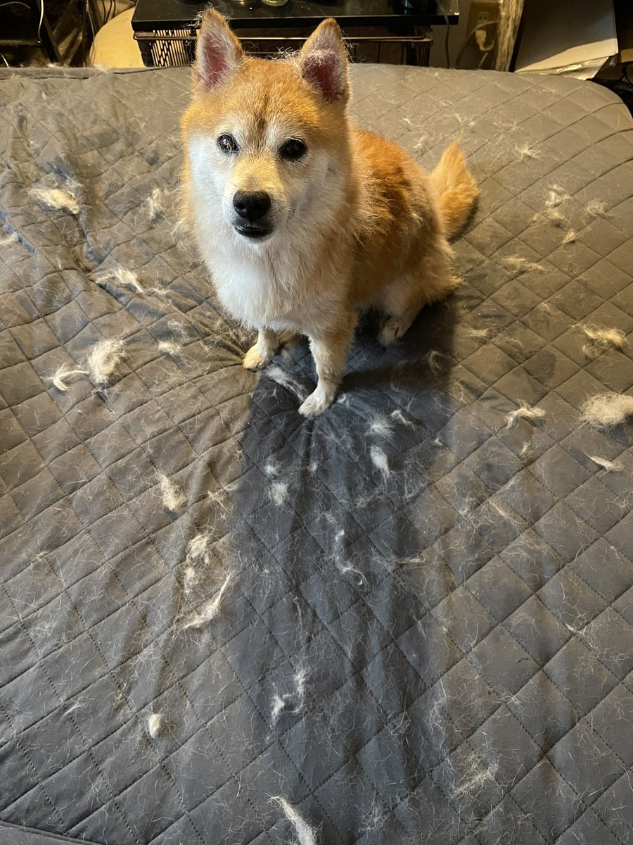 FezPineApple's tweet photo. 気付いたらこれになっちゃう💦
こういうのトリマーにシャンプーとかお願いしたらブラッシングとかしてくれるんかな🐕 https://t.co/CaLFZY3BOr