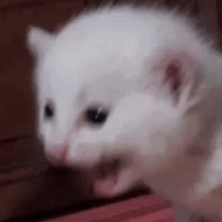 idemMen's tweet photo. jajaja me piden que reduzca pero también que explique y siento que está aumentando las páginas. https://t.co/YkiyXsHXY8
