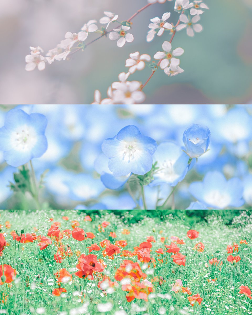 haru_sol_ tweet picture
