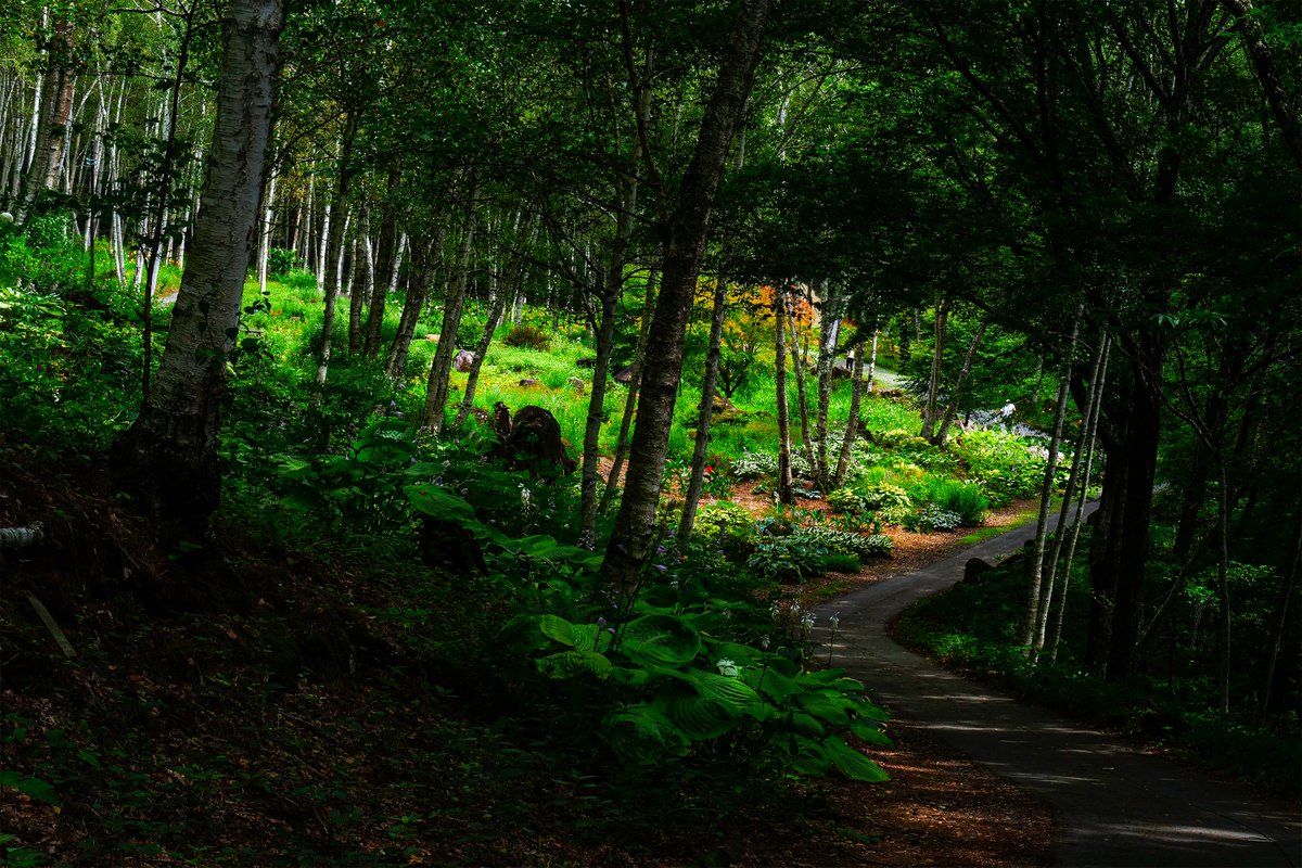fkresort's tweet photo. 富士見高原花の里、白樺エリアの様子です。
木陰と日向のコントラストが美しく爽やかな景色が広がっています🍃
ミソハギが咲き始め、季節の移ろいを感じます。
7月も明日で終わり、あっという間にもうすぐお盆ですね🍆🥒 https://t.co/ZE62QpUdJI