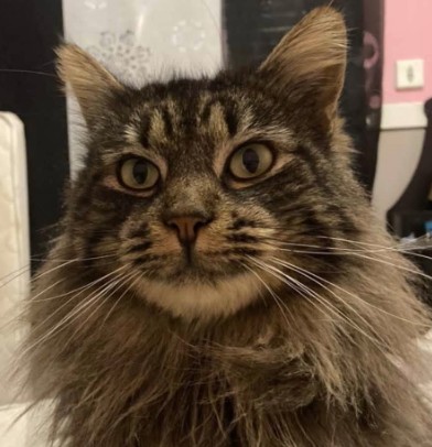 MissingTarn81's tweet photo. 30.07.26 Perdus : 1 chat tigré, poils longs, "Maurice" + 1 chat roux, "Bo", à Castres (Plateau Saint Jean). Contact : https://t.co/soSPbv5otA #Tarn https://t.co/ow9ZBiw2ME
