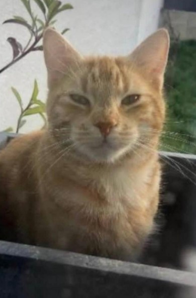 MissingTarn81's tweet photo. 30.07.26 Perdus : 1 chat tigré, poils longs, "Maurice" + 1 chat roux, "Bo", à Castres (Plateau Saint Jean). Contact : https://t.co/soSPbv5otA #Tarn https://t.co/ow9ZBiw2ME