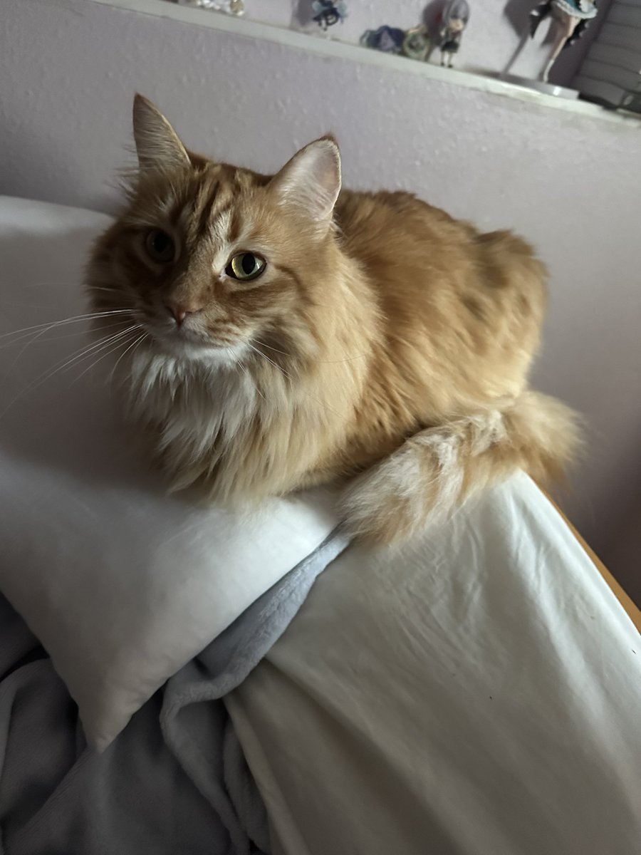 thirtycigs's tweet photo. does he even know he's a registered emotional support animal https://t.co/GpNOa9vfSl