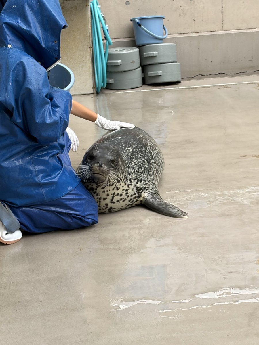 styktuhj's tweet photo. 念願の男鹿水族館行ってきたのよ！！モモ太可愛いし、モモはマイペースだし、豪太いるだけで迫力凄いし、アザラシタッチはまさかのターボで感激😭朝一で行ったんだけど朝のペンギンめっちゃ元気で可愛かった！また行きたい！てか住みたい！！ https://t.co/Qv5VCPiGkR
