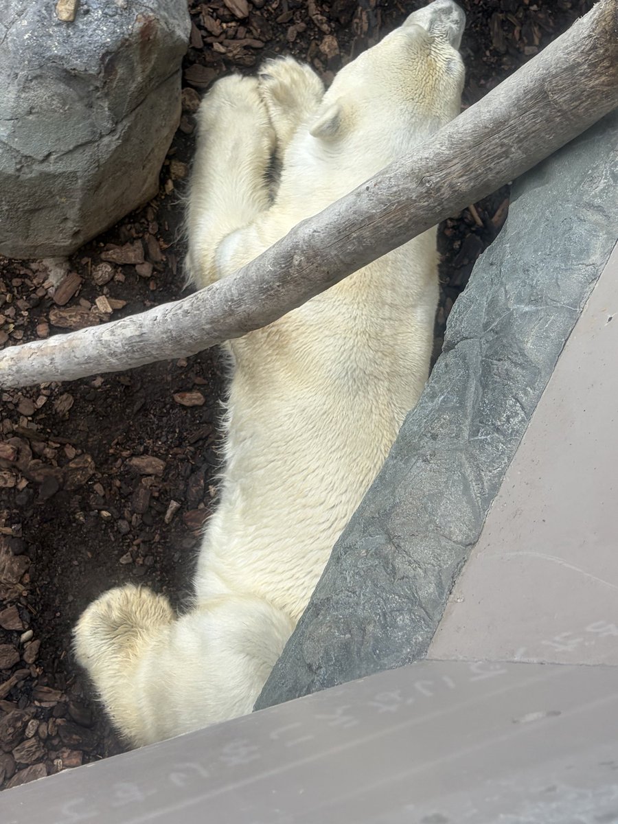 styktuhj's tweet photo. 念願の男鹿水族館行ってきたのよ！！モモ太可愛いし、モモはマイペースだし、豪太いるだけで迫力凄いし、アザラシタッチはまさかのターボで感激😭朝一で行ったんだけど朝のペンギンめっちゃ元気で可愛かった！また行きたい！てか住みたい！！ https://t.co/Qv5VCPiGkR