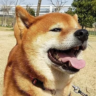 キナコちゃん🐶💖✨ tweet media