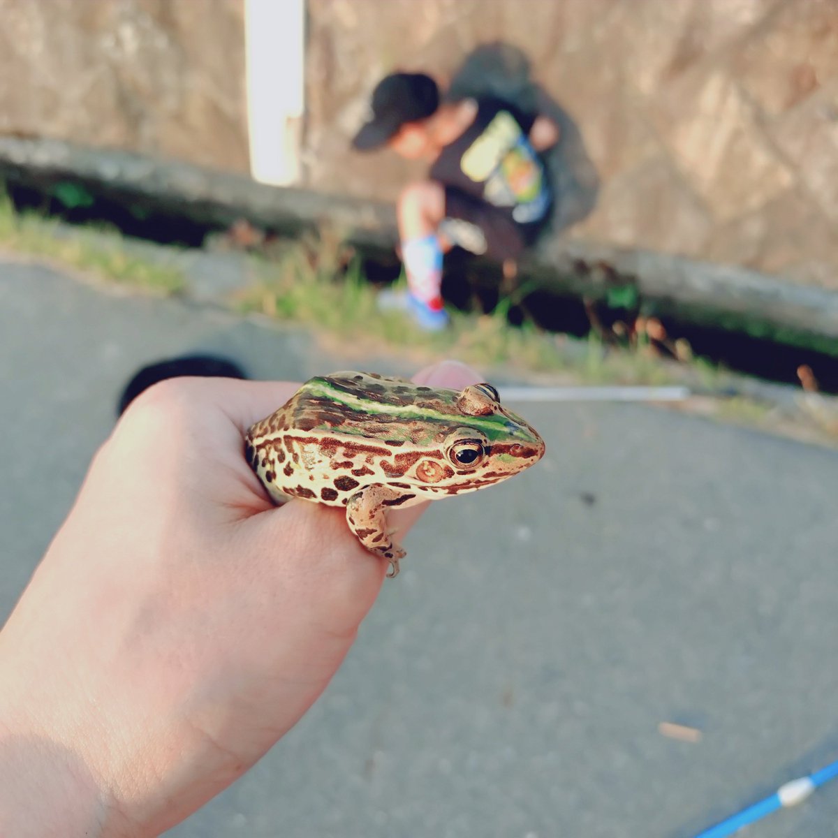 To_mi_sapoon's tweet photo. 甥っ子と散歩
トノサマガエルゲット！でけー！ https://t.co/9SwbA10hkJ