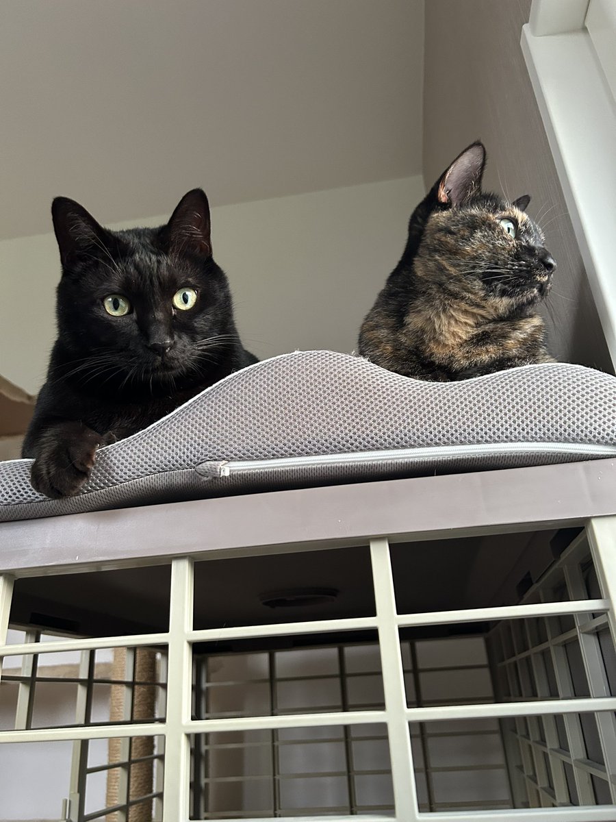 黒猫ロンとサビ猫ラムとお母さん tweet media