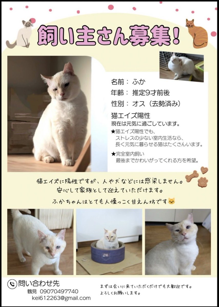 topoigigio's tweet photo. 会社で預かってる保護猫「ふかチャン」
土日等皆で顔出して入るけど、夜等寂しくしてるので里親さん探してます。
目が青くて、人が好きな子です。　甘えると歩きながら話します。 https://t.co/FOaLx9AD1k