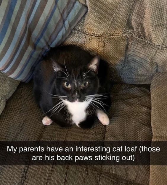 Cats_ooc's tweet photo. https://t.co/Yb5Pvju8QJ