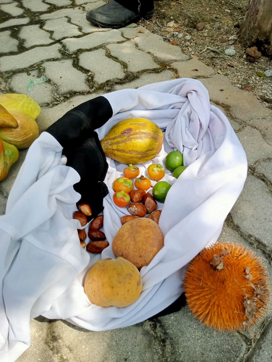 slugkz's tweet photo. Buahan nadir tempatan yang berjaya dipungut selepas sesi pujuk rayu dengan pegawai genebank 😌 Semua pokok buah ni dah takda dalam market, dapat biji benih pun jadi la https://t.co/lPBogGBLoc
