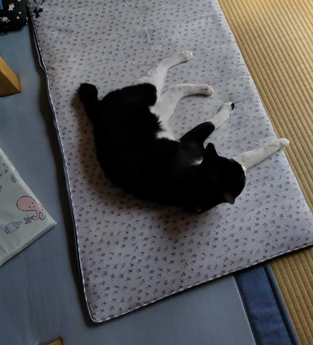 hijitoro's tweet photo. おネンネピノ君🐱

　＃猫　＃ハチワレ猫
　＃アニマルエイド出身
　＃ハチワレは世界を救う協会 https://t.co/wqpquQpmkr