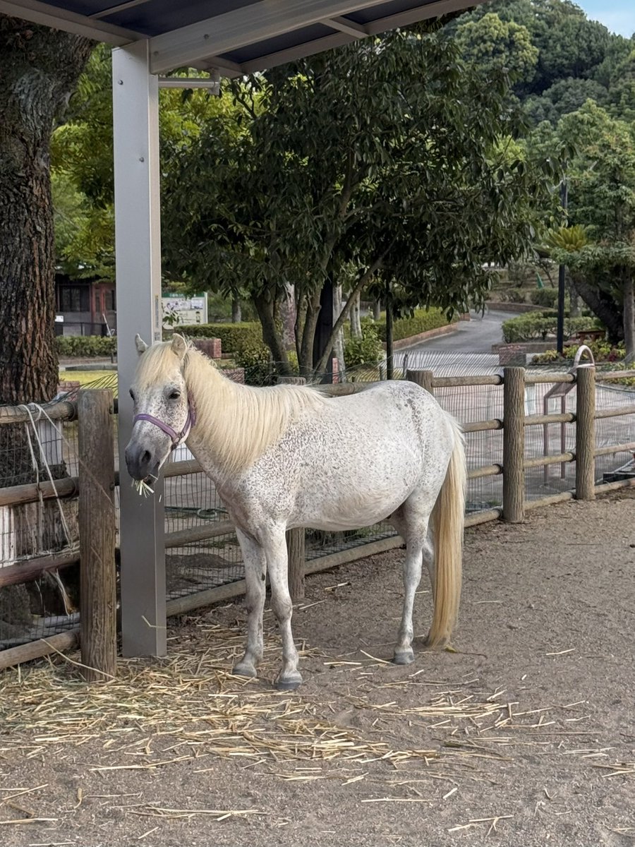 cheamakira's tweet photo. 野間馬ハイランド
お食事タイムです。🐴 https://t.co/C9Ml5Ra56R