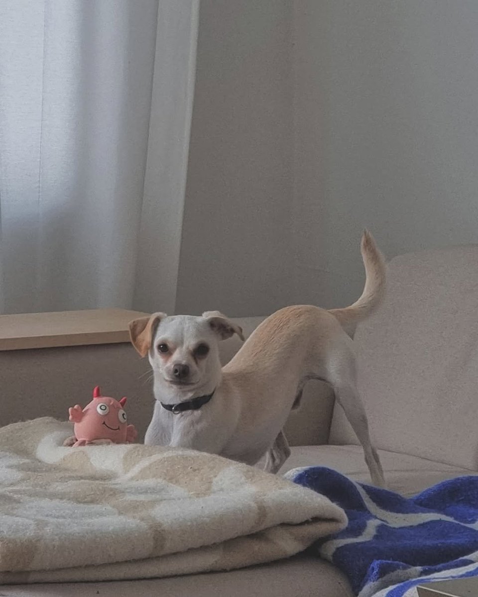 addison1024's tweet photo. My dog Scott https://t.co/Ar6PcoCwpI