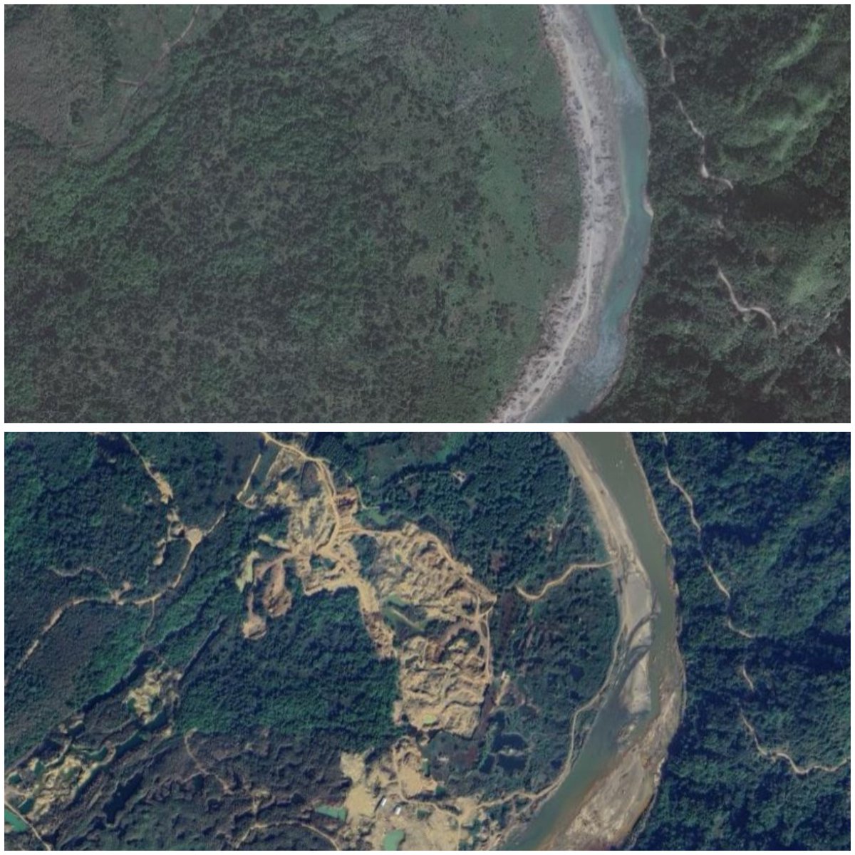 DsaikiaOfficial's tweet photo. Satellite images expose a horrifying truth: The catastrophic Nazira #Floods are not a natural calamity, but a meticulously engineered man-made disaster driven by unchecked sand, stone, and coal mafias! 🚨

If you compare the satellite imagery of the region from 2010 to 2024, the reality is stark and undeniable. The once lush green banks and natural courses of the Dikhow River have been mercilessly excavated and transformed into cratered wastelands. This rampant, unchecked plundering of our natural resources is the direct root cause of the current devastation in Nazira, #Sivasagar #Charaideo #Jorhat etc. I have relentlessly warned this #BJPGovernment and fought against this impending doom for years, but they chose to protect the syndicates over our citizens.

I approached the Hon'ble Gauhati High Court and filed a PIL (PIL 62/2019) against the rampant #illegalmining on the Dikhow river banks. On October 21, 2019, the High Court expected the Government to form a "Mines & Minerals Task Force Battalion" within three months to stop this menace. Despite clear judicial directives, the #AssamGovernment shamelessly admitted on the floor of the Assembly on December 22, 2021, that the formation of this 200-member Task Force was still merely "under process." I raised this issue again in the March 2022 #Assembly session, demanding to know what concrete steps were taken to stop the illegal trade of forest and mineral resources as per the High Court's directives.

Following my persistent complaints, on January 12, 2022, the Assistant Executive Engineer (Water Resources, Nazira Sub-division) inspected the illegal mining sites near Bamunphukhuri Tea Estate and Santak. He gave a stark, written warning that continued #excavation would alter the river's course and bring massive devastation. The #BJP Government buried this report to protect the mafias. Most recently, on June 15, 2024, I wrote directly to the Environment & Forest Minister, explicitly warning about the imminent threat of the Dikhow River altering its course due to this unabated illegal mining and the existential devastation it would cause.

But all the stark warnings were deliberately ignored. The people of Nazira are now paying the ultimate price—losing their homes, their livelihoods, and their loved ones—because of this unholy nexus between the #Government and the mining mafias.  #AssamFloods #Assam #Disaster

@narendramodi @AmitShah @byadavbjp