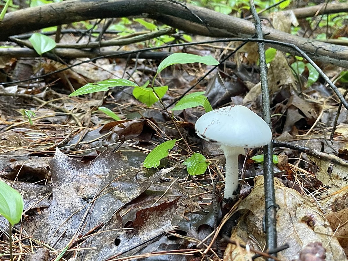 BlacksWeather's tweet photo. Some things seen in the woods yesterday are thriving with all the recent rains. Look for mostly cloudy skies (let’s hope for some sunny breaks) today w/a couple showers here and there. High 25°. Rather humid. Wind N 10-20. Low 16° w/fog patches. 🌤️ Fri. &amp; 28°. 30% chance of a ☔️ https://t.co/SAZlYmwx0D