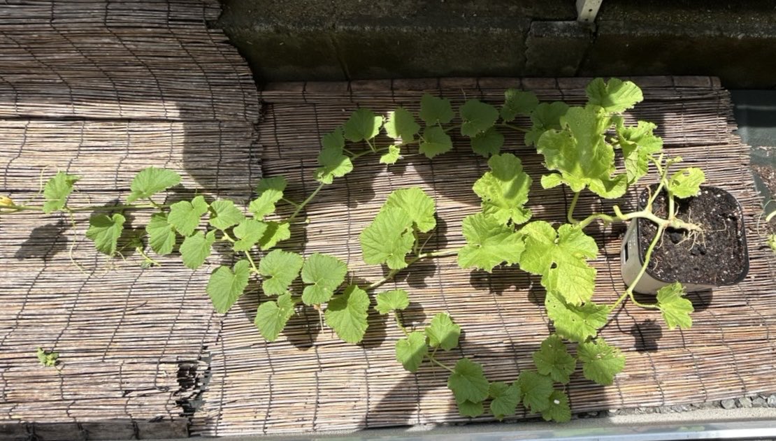 kamesikyo's tweet photo. 6月に植えた真桑瓜の栽培報告が届きました
・花が咲いた
・5センチぐらい��実がなった
順調に育っている報告もあれば
・実をつけて喜んでいたのに葉が変色してきた
と少し心配な���も　そして
・花はいくつも咲いたのに　緑の葉が黄色い水玉模様に変色して広がって、枯れてしまった
の報告も
難しいです https://t.co/Pnmo37ZinR