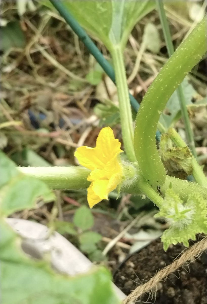 kamesikyo's tweet photo. 6月に植えた真桑瓜の栽培報告が届きました
・花が咲いた
・5センチぐらい��実がなった
順調に育っている報告もあれば
・実をつけて喜んでいたのに葉が変色してきた
と少し心配な���も　そして
・花はいくつも咲いたのに　緑の葉が黄色い水玉模様に変色して広がって、枯れてしまった
の報告も
難しいです https://t.co/Pnmo37ZinR