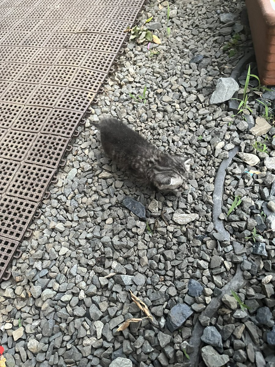 krohqs's tweet photo. ふむ。
やはり育児放棄かな。
妹が触ったりするから😮‍💨
かわい子ちゃんよ…薪置き場の裏でずっっと出れなくてﾐｬｰﾐｬｰ鳴いてて叔父さんが薪どかしてくれたから外出してあげれたけど
頑張って生きてくれ https://t.co/CVn9BPYx4b