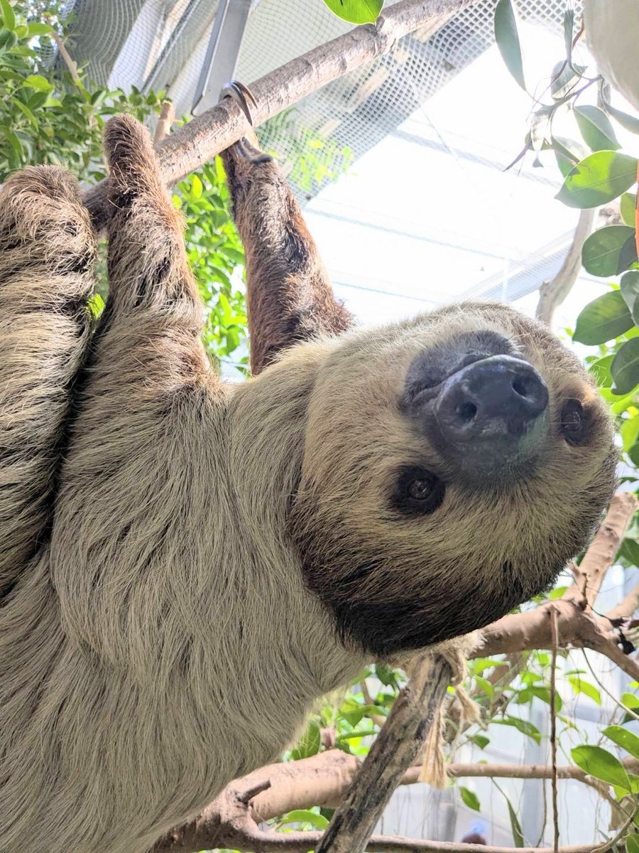 kumamotocityzoo's tweet photo. この度の地震では、ご心配をおかけしました。
当園の動物や職員は、みな無事です。園内の被害も小さく、電気・水道も使用できています。

被災された皆様に心よりお見舞い申し上げるとともに、これ以上被害が広がらないことを願っています。
#熊本市動植物園
#元気だけん安心してね https://t.co/r6Es6ckFJR