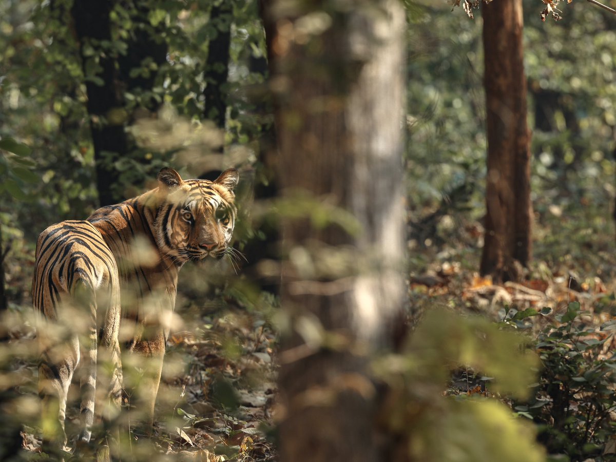 brijessh's tweet photo. One for the strips- Royal Bengal Tiger 🐅
belated #InternationalTigerday https://t.co/soo7nCSN1n