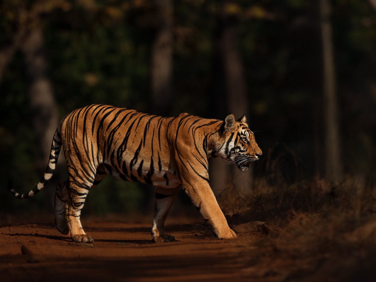 brijessh's tweet photo. One for the strips- Royal Bengal Tiger 🐅
belated #InternationalTigerday https://t.co/soo7nCSN1n