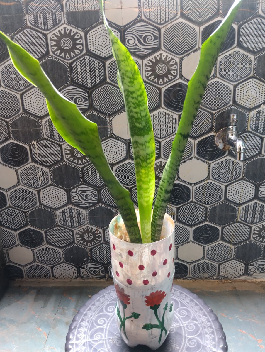 Sunee8479's tweet photo. Self made plant pot.. #plantlover #creativity #Art https://t.co/NBngAos927