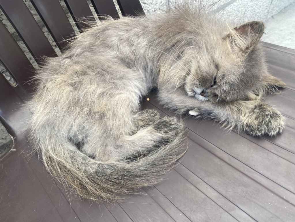 Sharif30Jamal's tweet photo. Lulu the cat is very sick. She needs $56. Please help Lulu 🙏 https://t.co/sdmoNSrrsd… https://t.co/c9nHgT7to3
